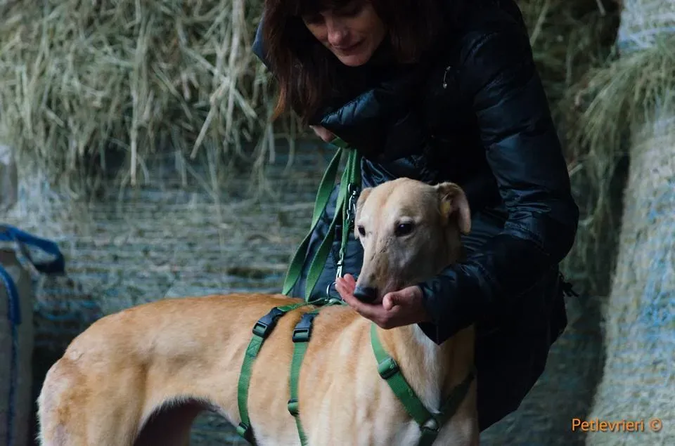 Cacti Greyhound adozionelevrieri petlevrieri foster 2