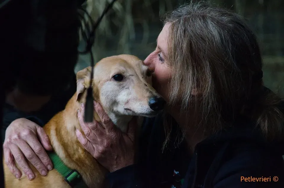 Cacti Greyhound adozionelevrieri petlevrieri foster 3