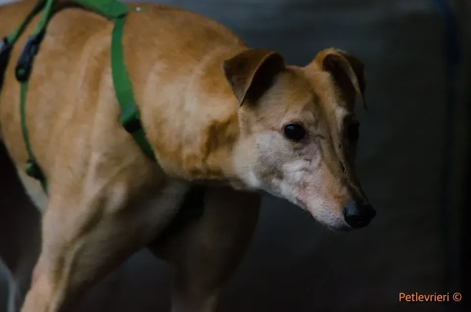 Cacti Greyhound adozionelevrieri petlevrieri foster 4