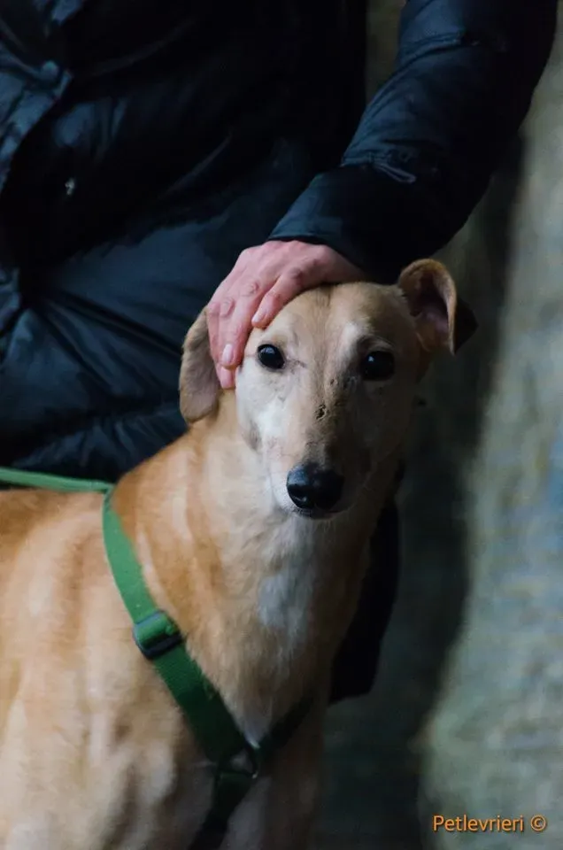 Cacti Greyhound adozionelevrieri petlevrieri foster 5