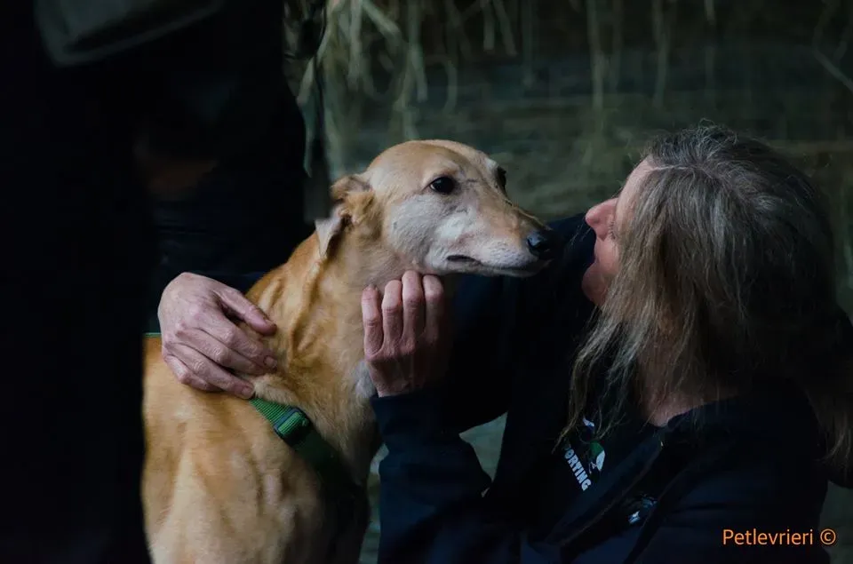 Cacti Greyhound adozionelevrieri petlevrieri foster