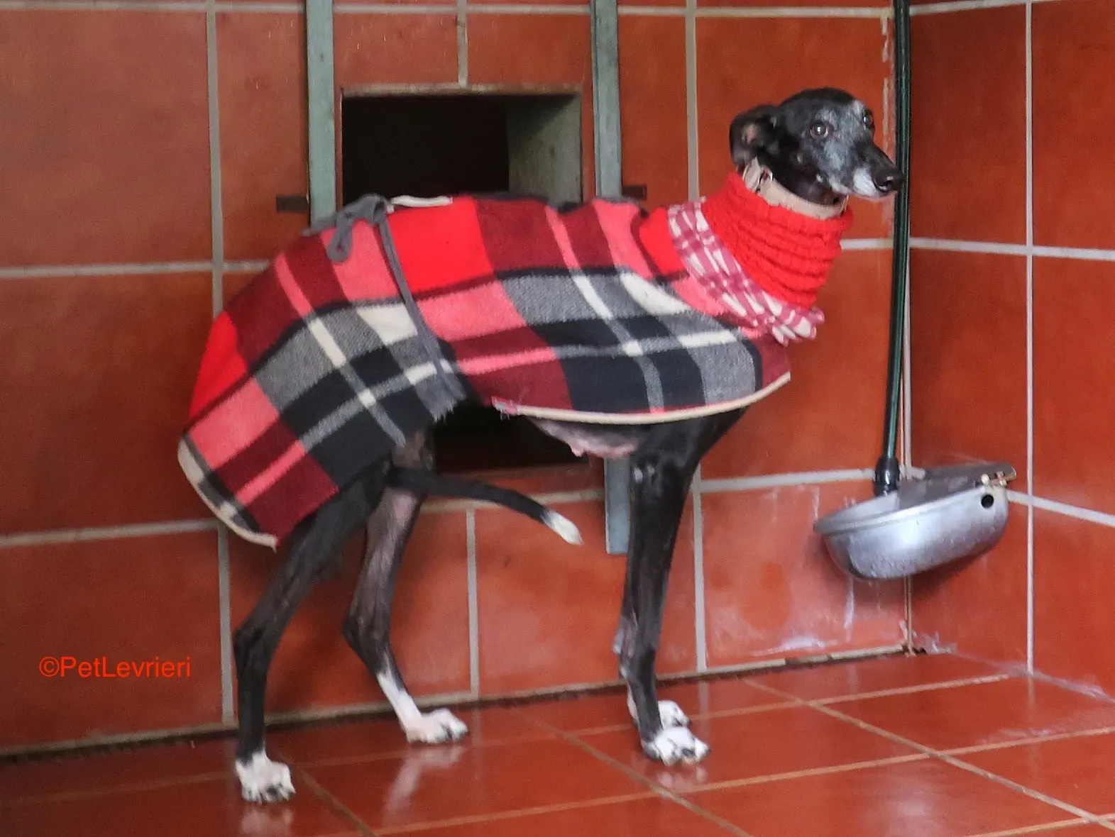 Cala adozione levrieri galgo 1