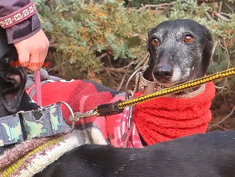 Cala adozione levrieri galgo 10