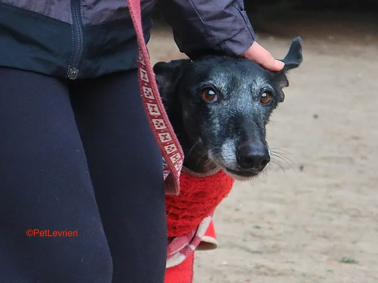 Cala adozione levrieri galgo 9