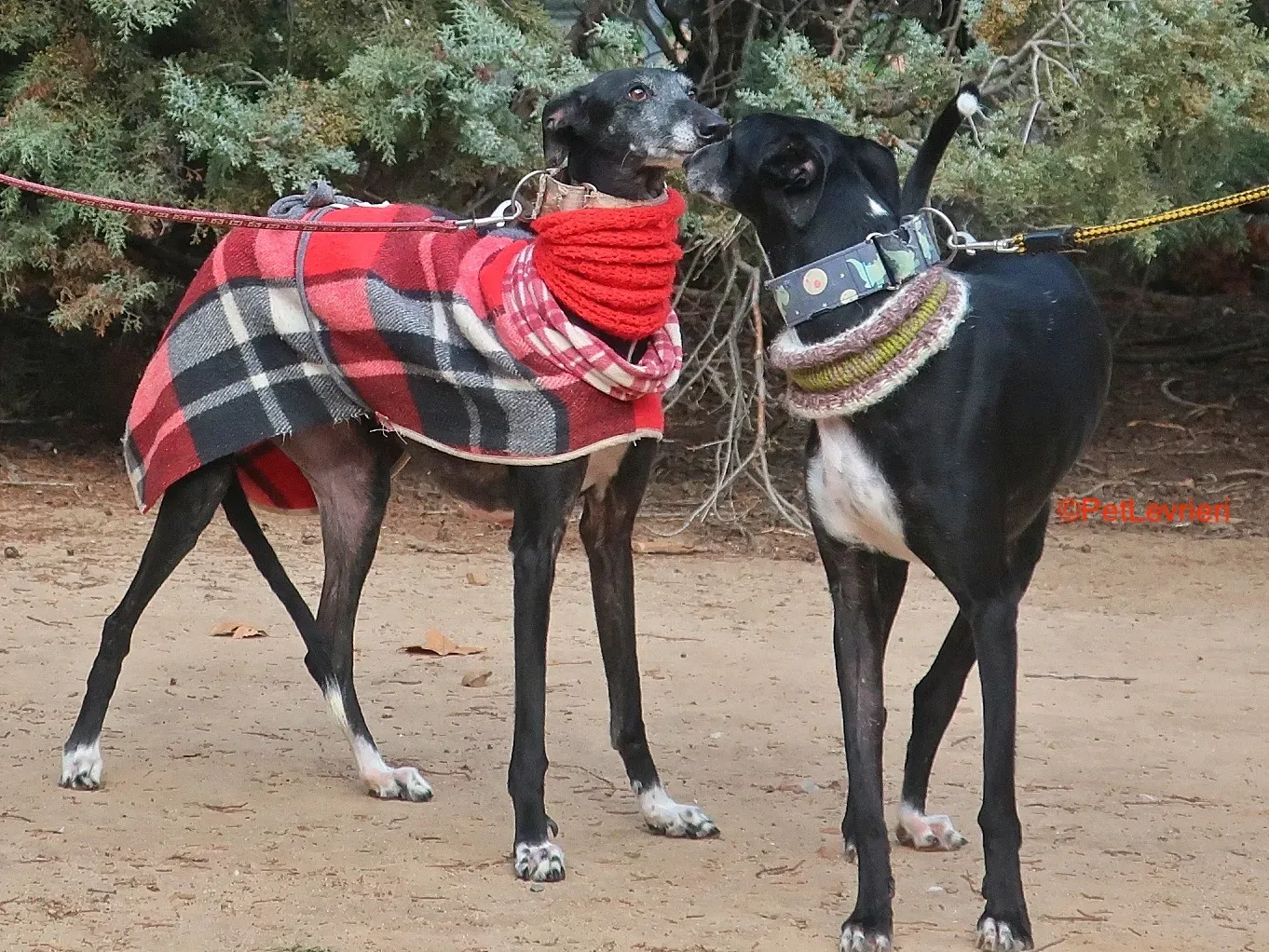 Cala adozione levrieri galgo 2