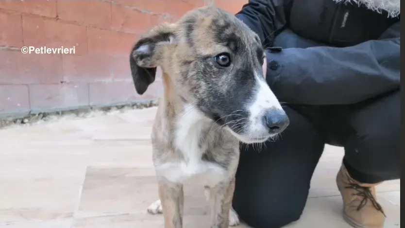 Cala adozione levrieri galgo 3 2