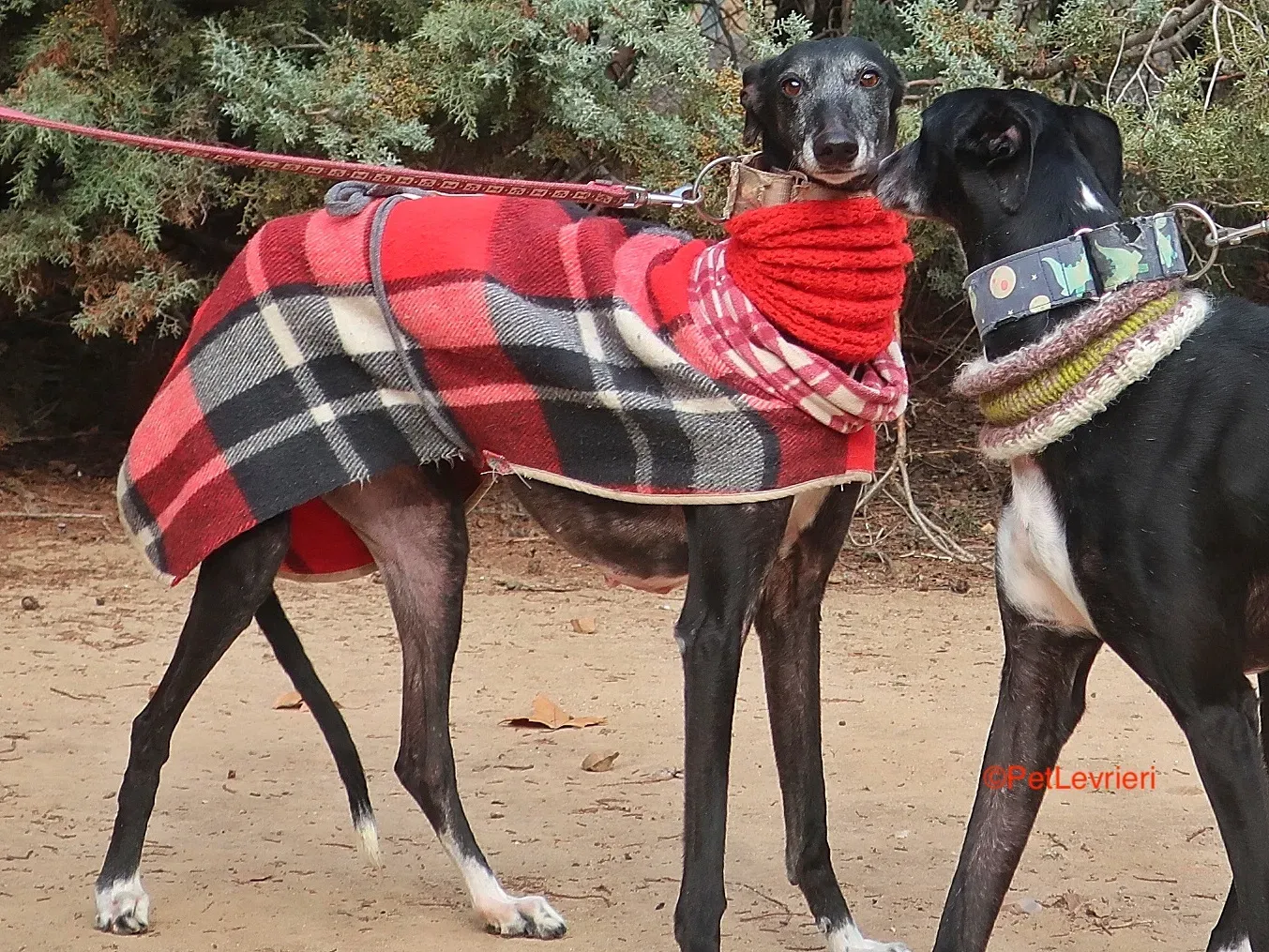 Cala adozione levrieri galgo 3