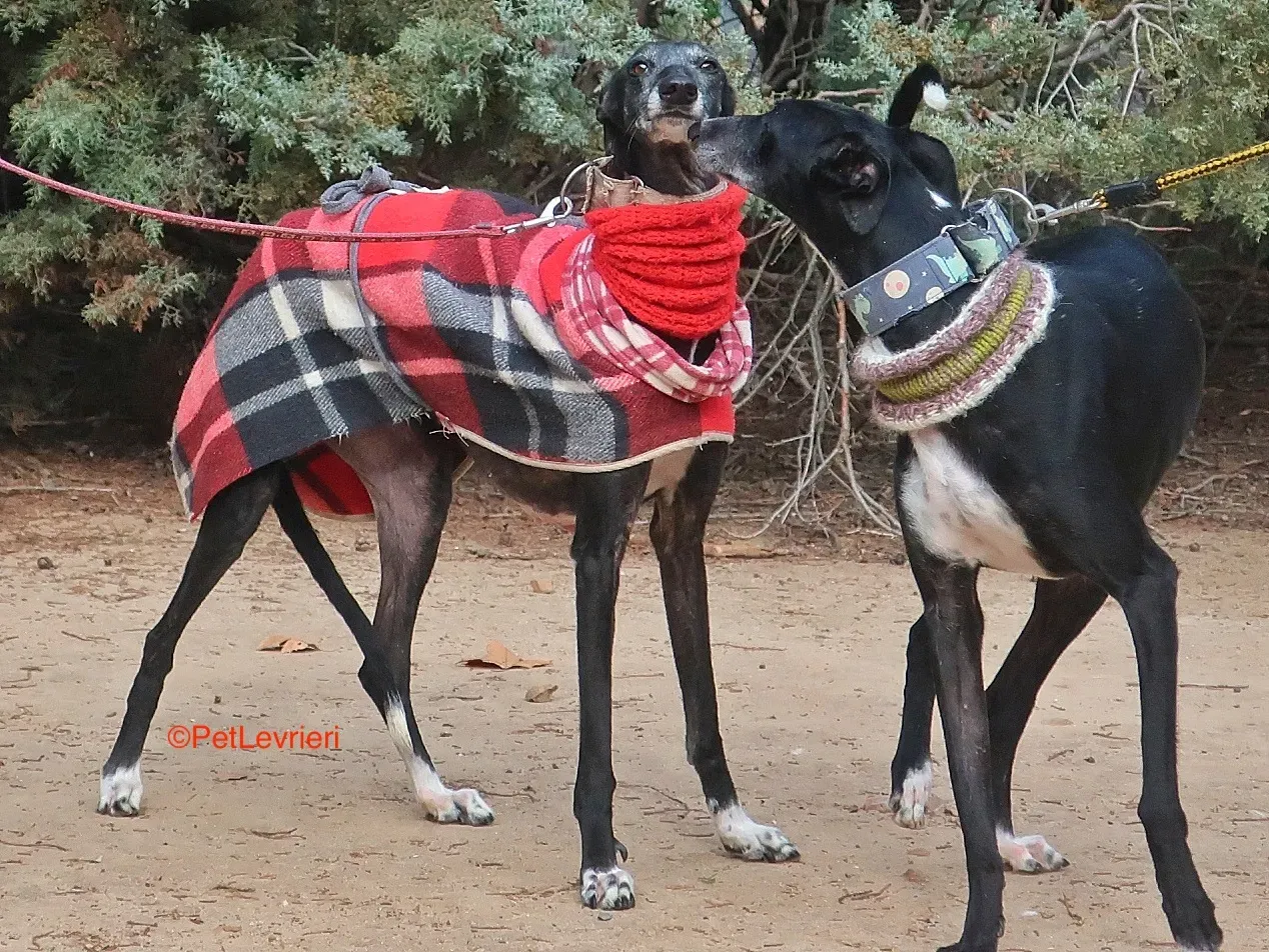 Cala adozione levrieri galgo 4
