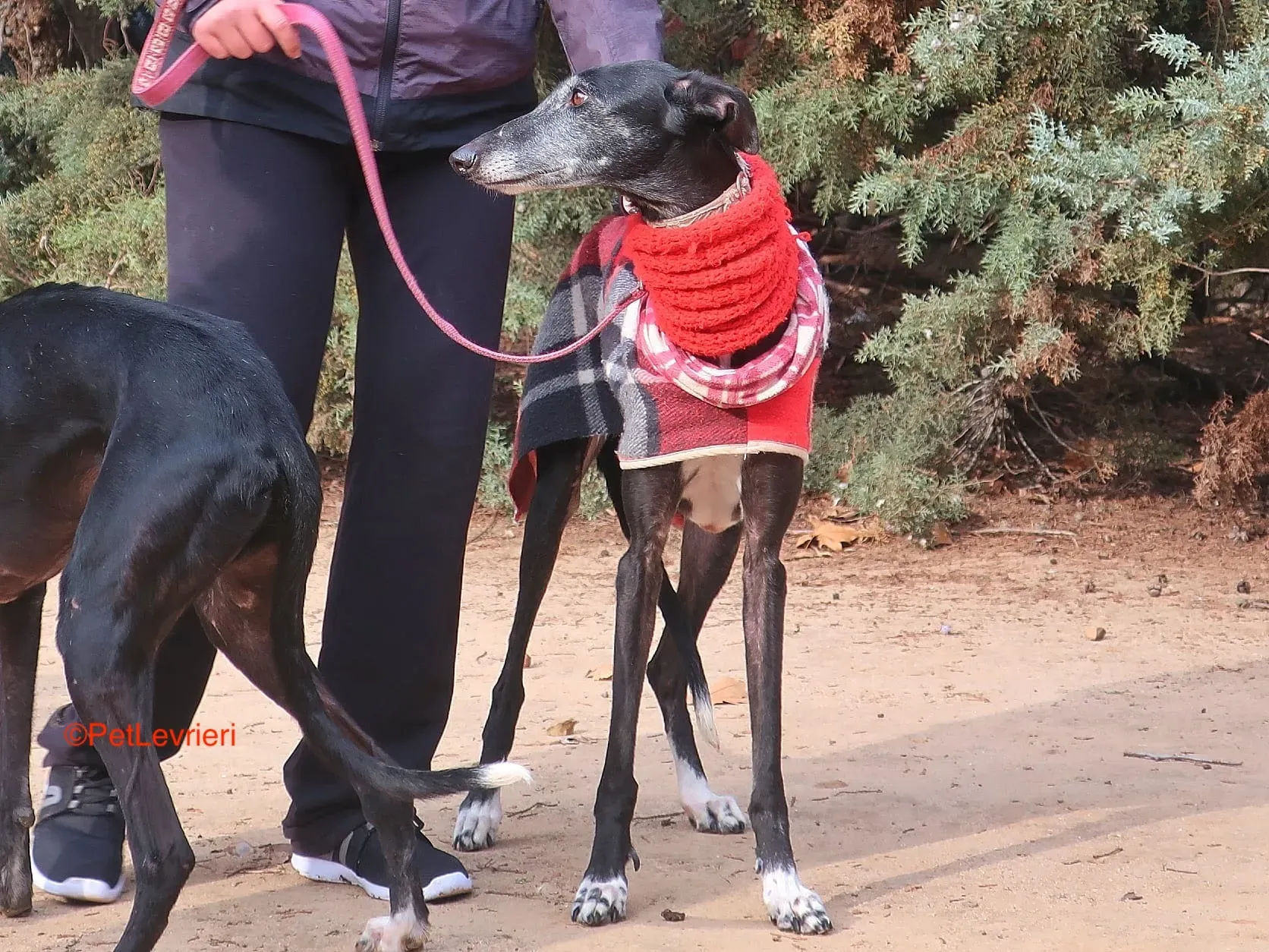 Cala adozione levrieri galgo 5