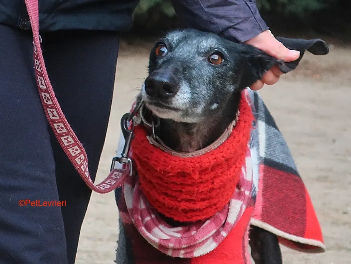 Cala adozione levrieri galgo 6