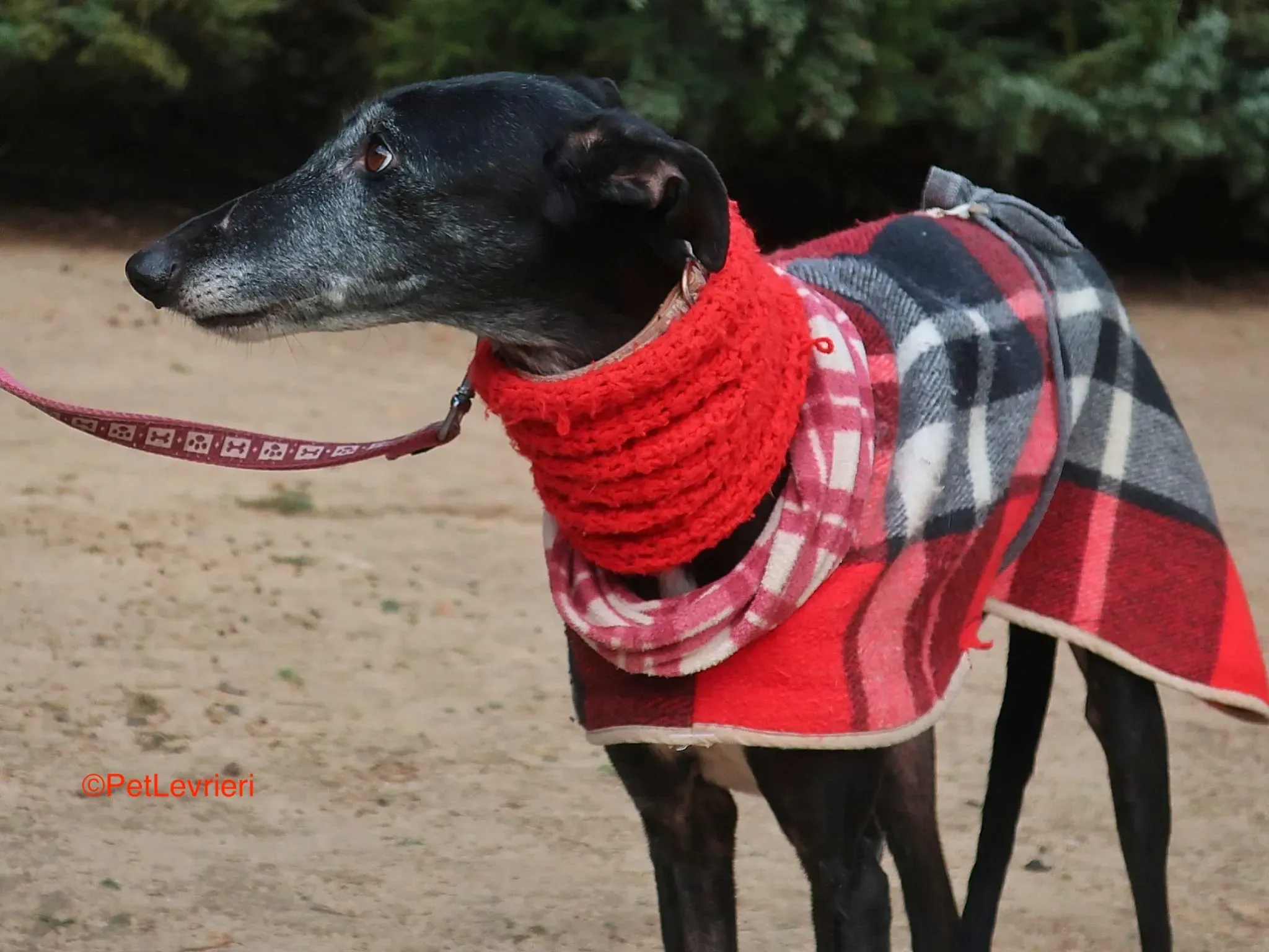 Cala adozione levrieri galgo 7