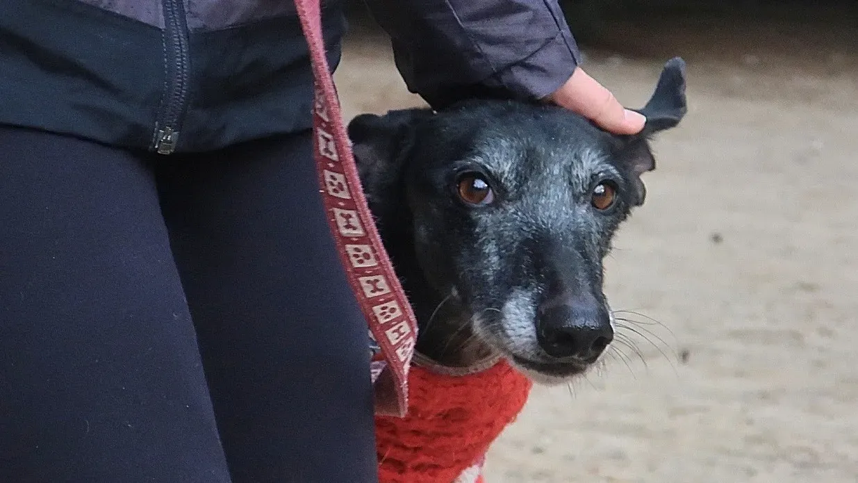 Cala adozione levrieri galgo 9 2