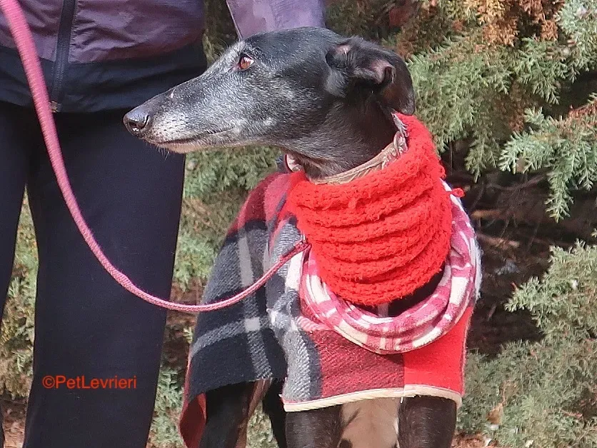 Cala adozione levrieri galgo 8