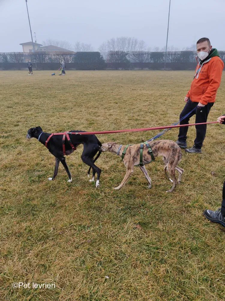 Cala adozione levrierigalgo foster arrivo blackdog 2