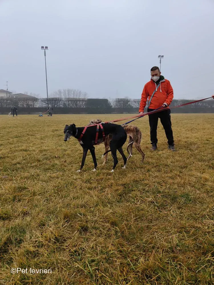 Cala adozione levrierigalgo foster arrivo blackdog 5