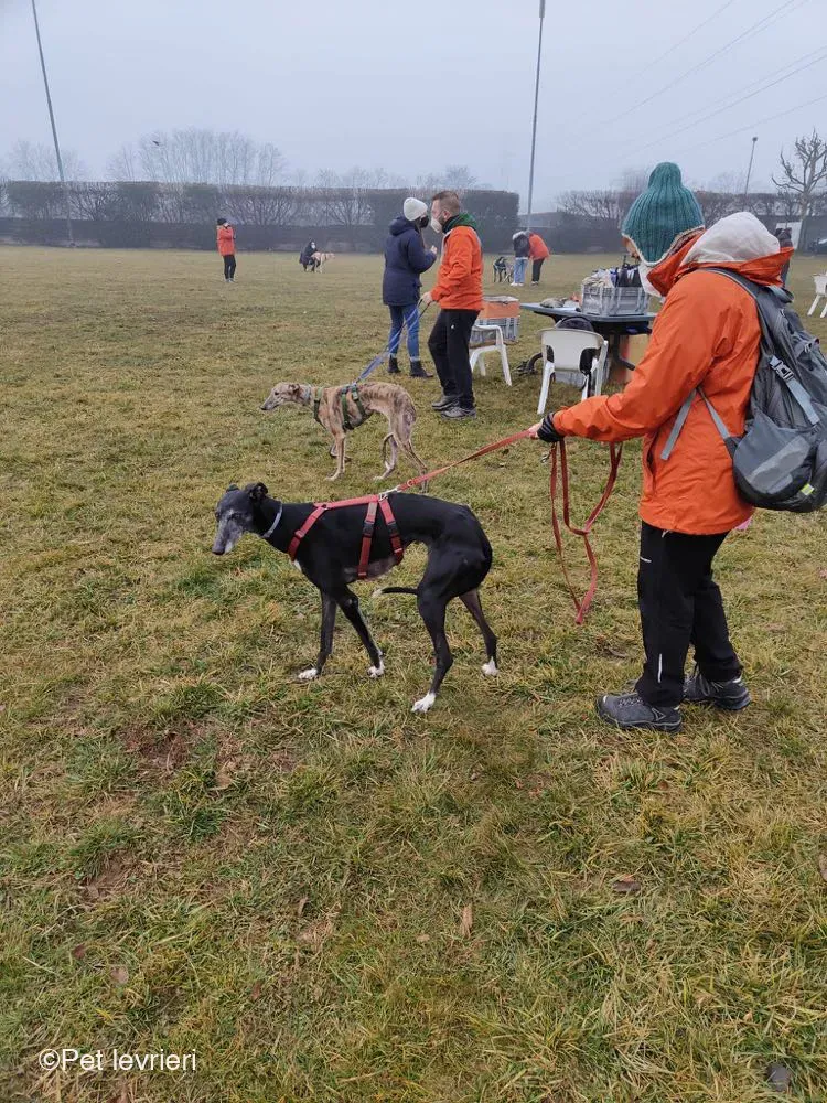 Cala adozione levrierigalgo foster arrivo blackdog 6