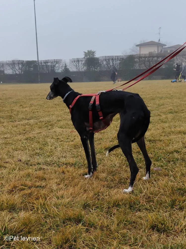 Cala adozione levrierigalgo foster arrivo blackdog 8