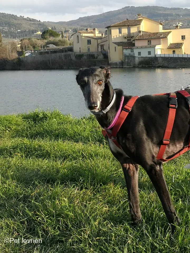 Cala adozione levrierigalgo fosterhome blackdog 1