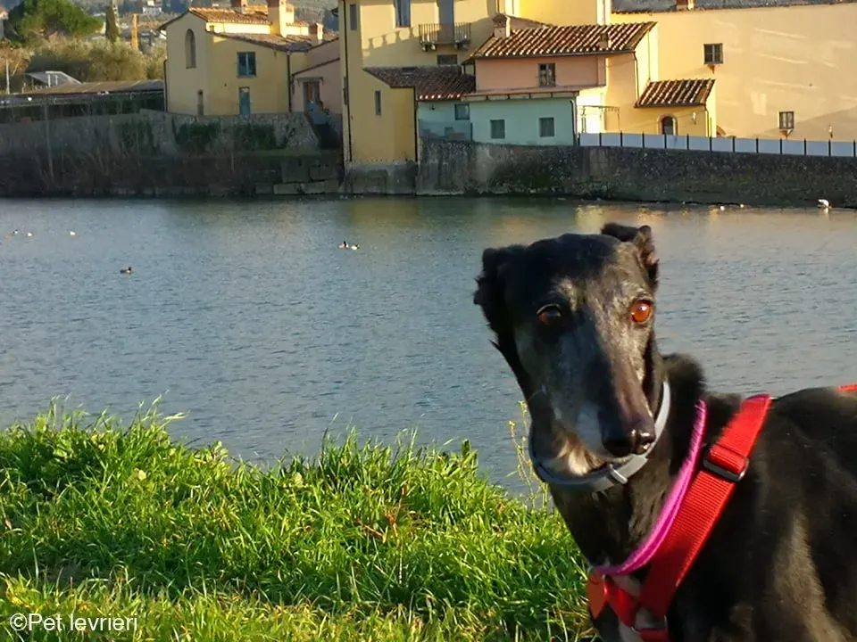 Cala adozione levrierigalgo fosterhome blackdog 10