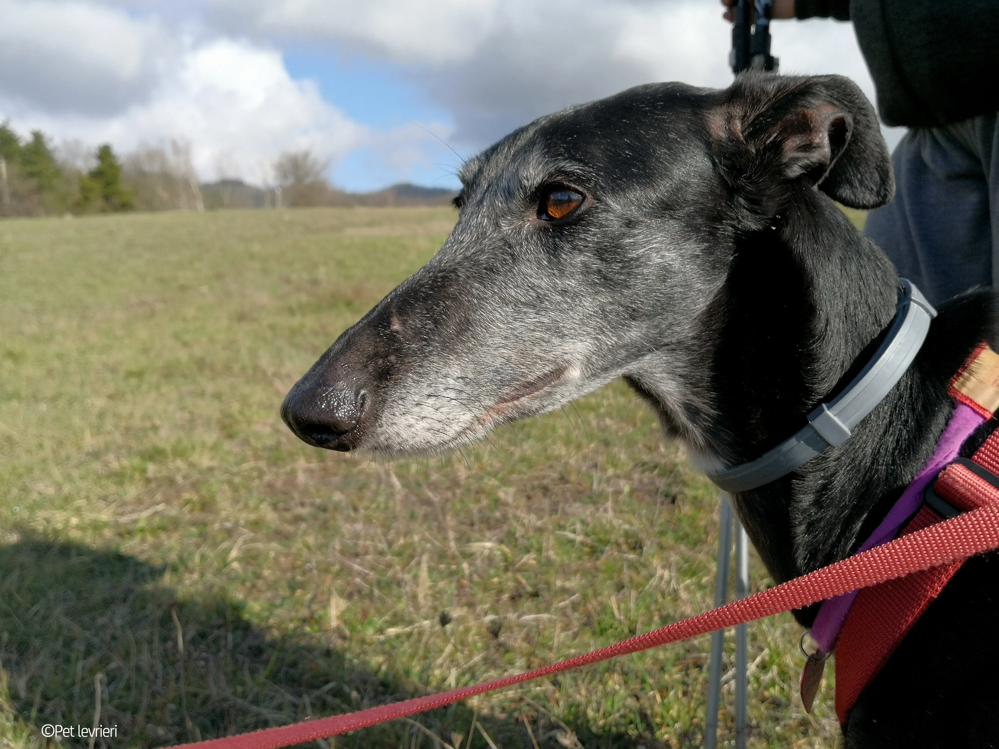 Cala adozione levrierigalgo fosterhome blackdog 12