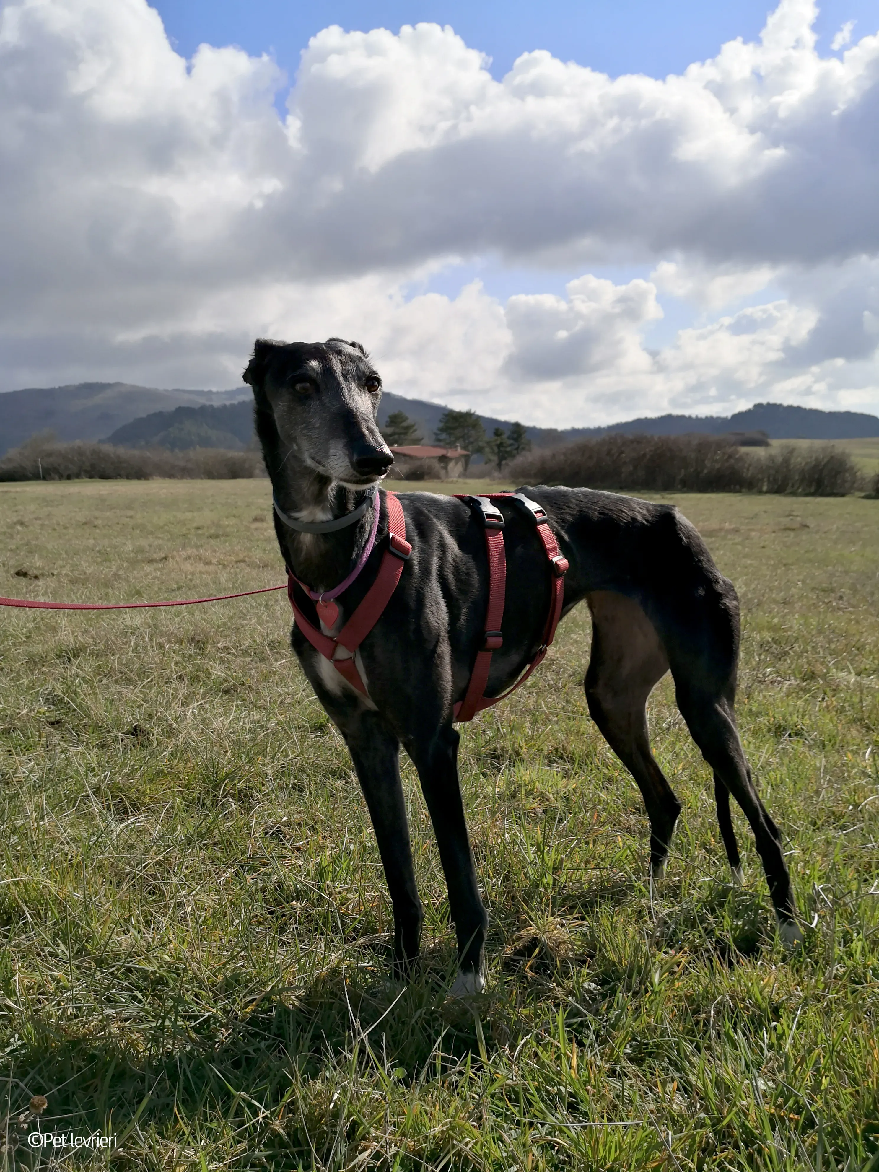Cala adozione levrierigalgo fosterhome blackdog 15