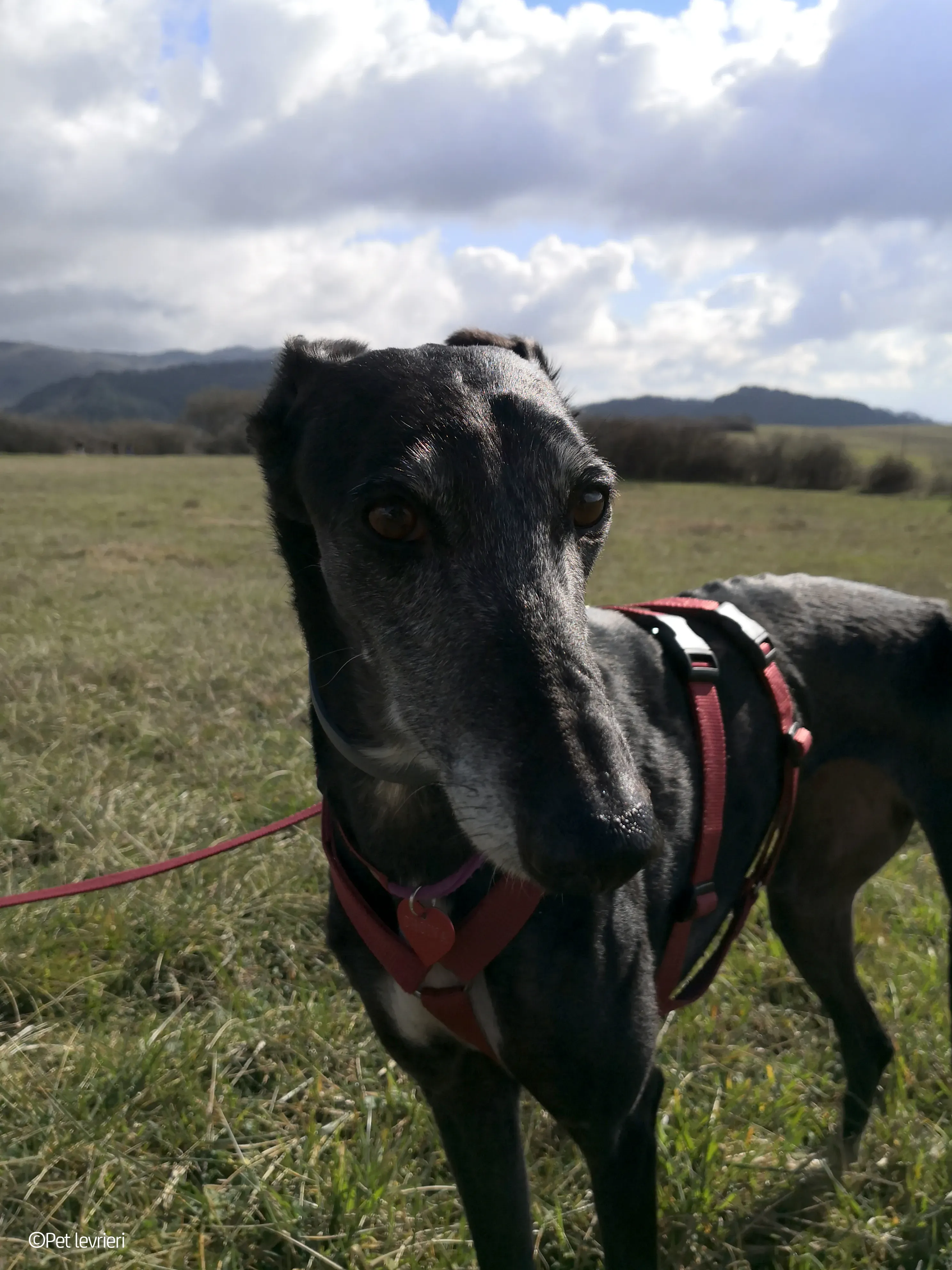 Cala adozione levrierigalgo fosterhome blackdog 17