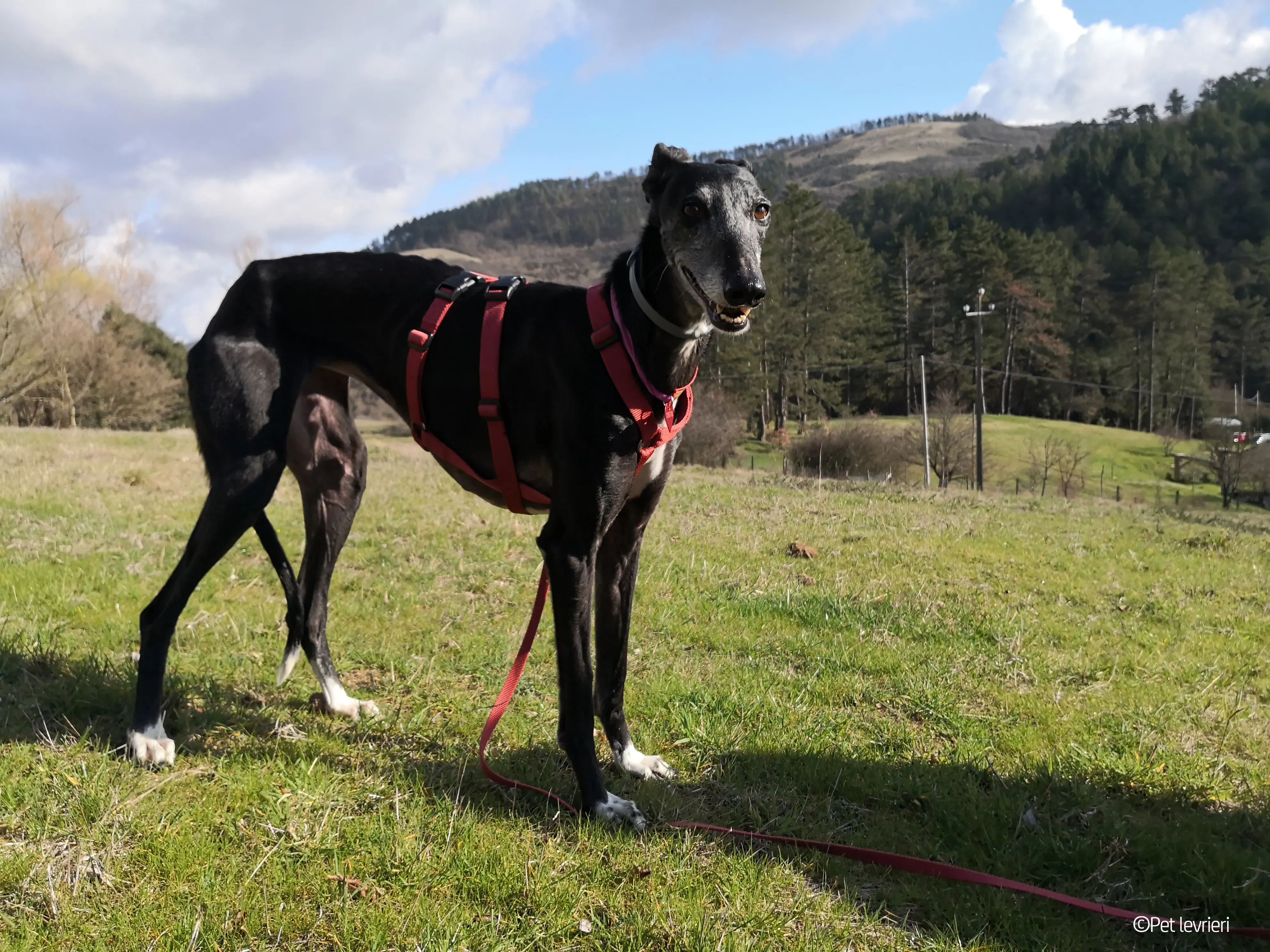 Cala adozione levrierigalgo fosterhome blackdog 18