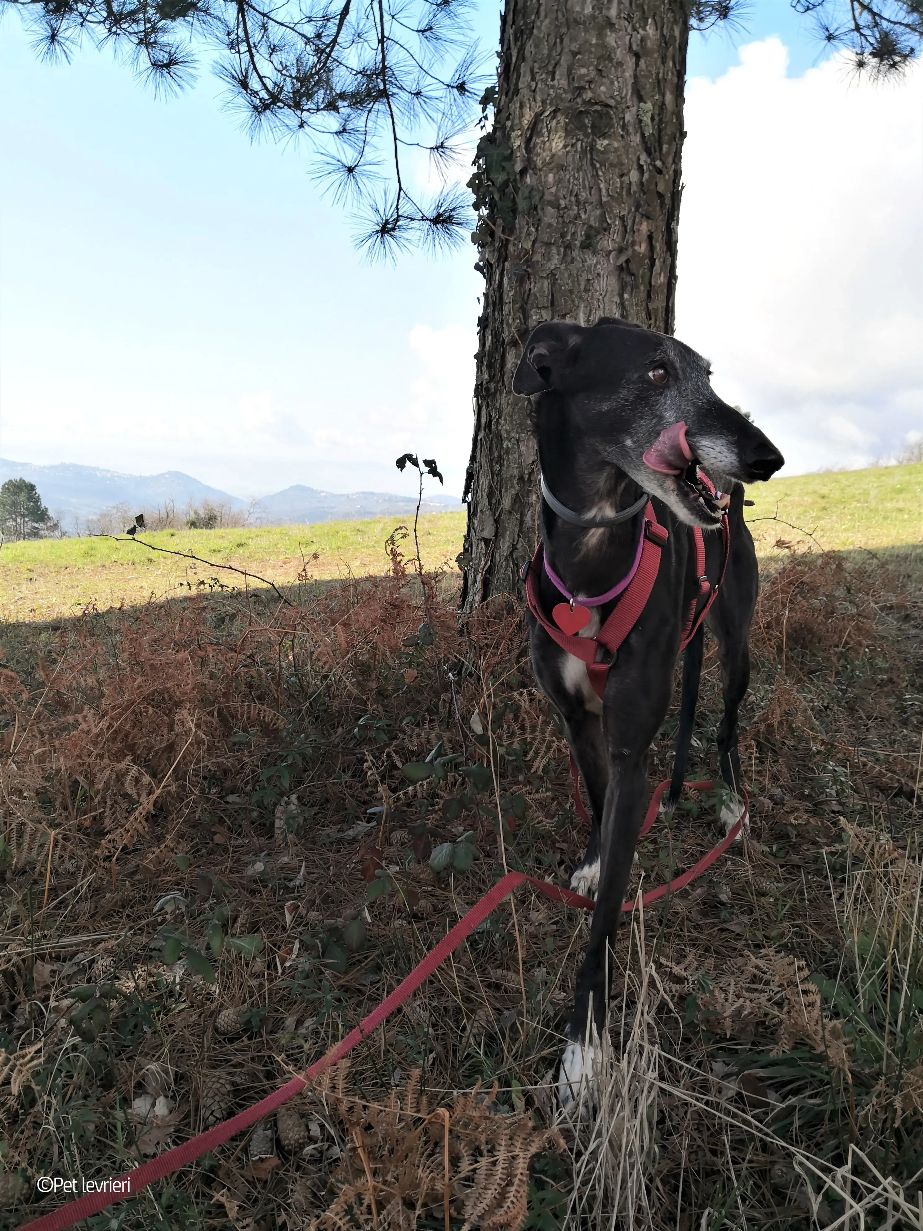 Cala adozione levrierigalgo fosterhome blackdog 19