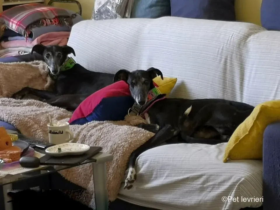 Cala adozione levrierigalgo fosterhome blackdog 2