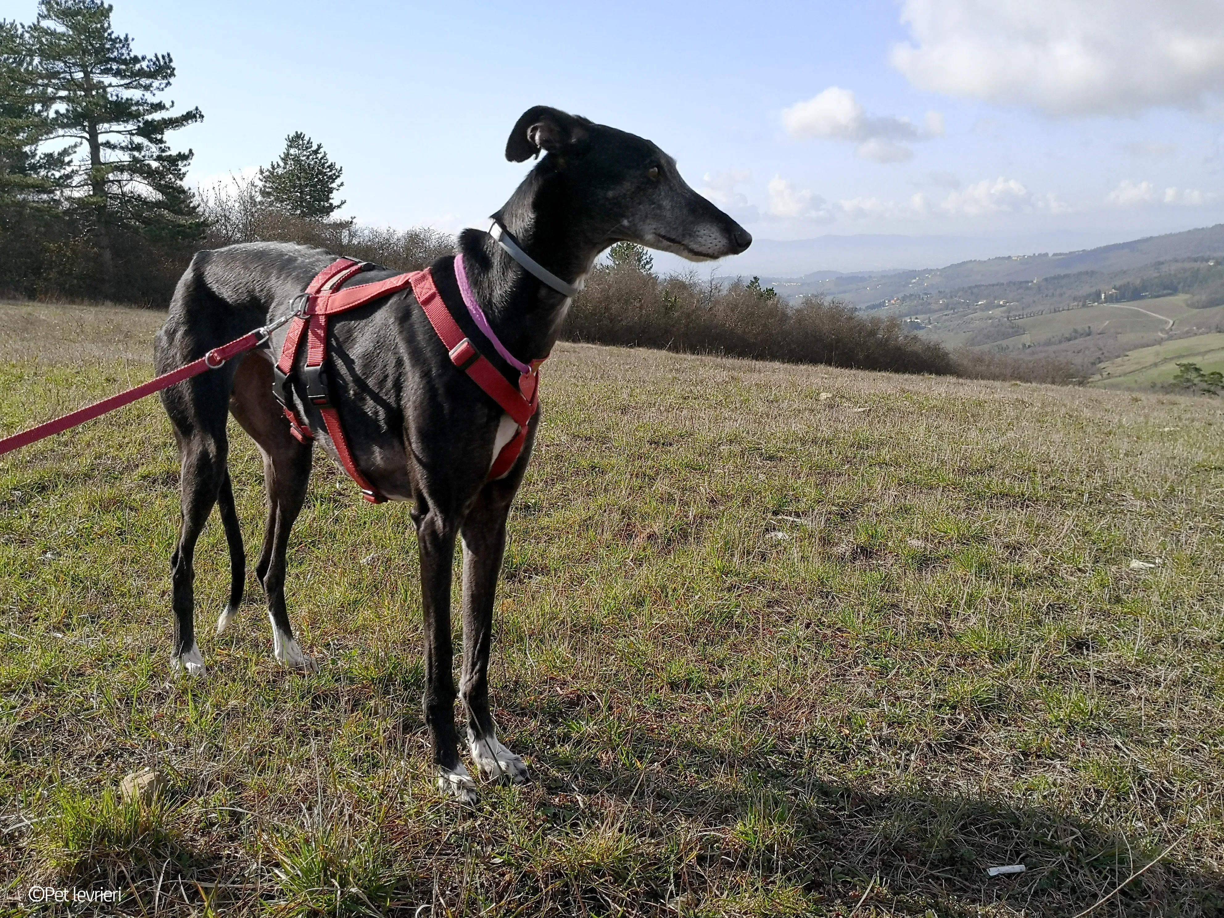 Cala adozione levrierigalgo fosterhome blackdog 20