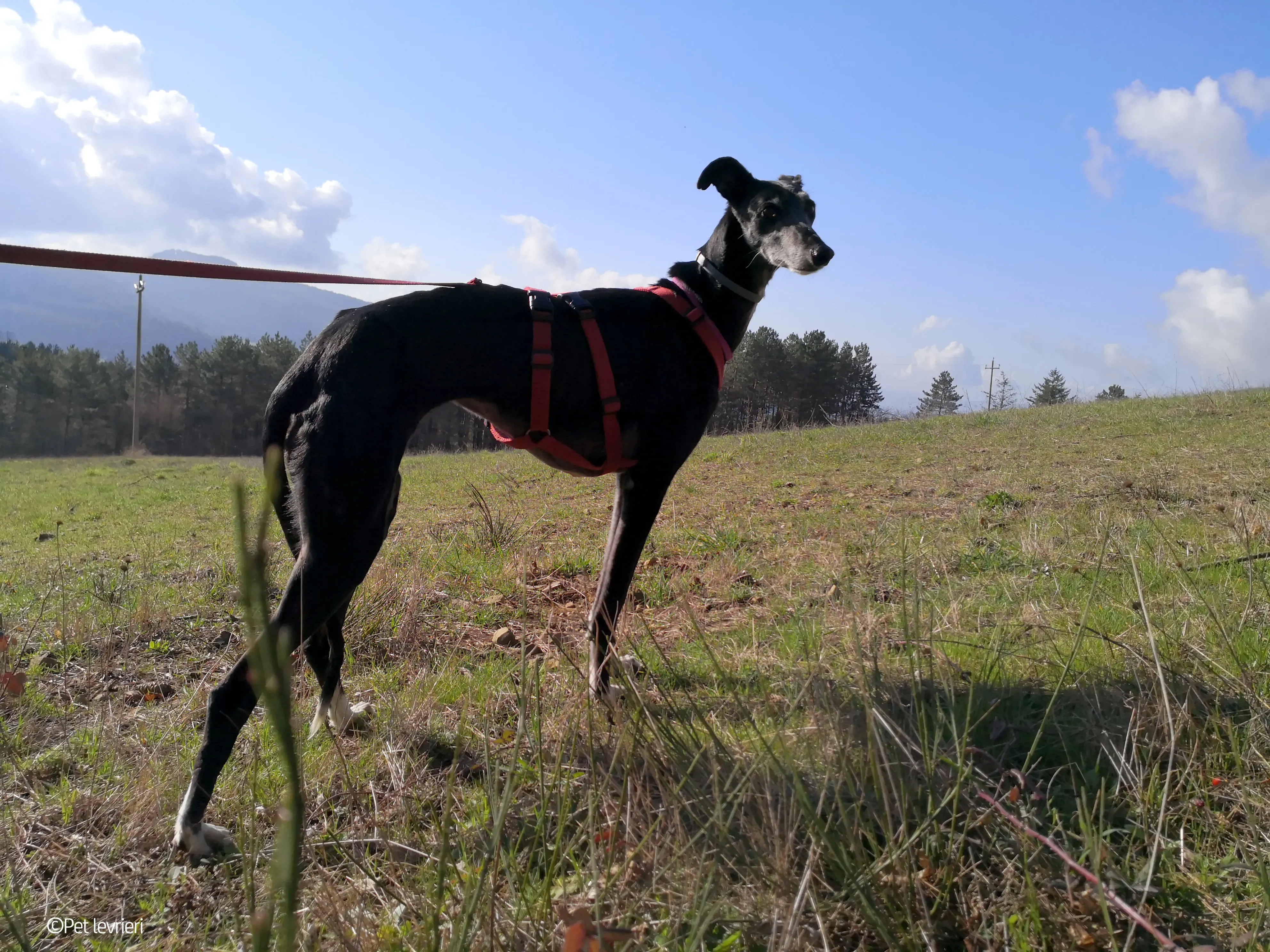 Cala adozione levrierigalgo fosterhome blackdog 21