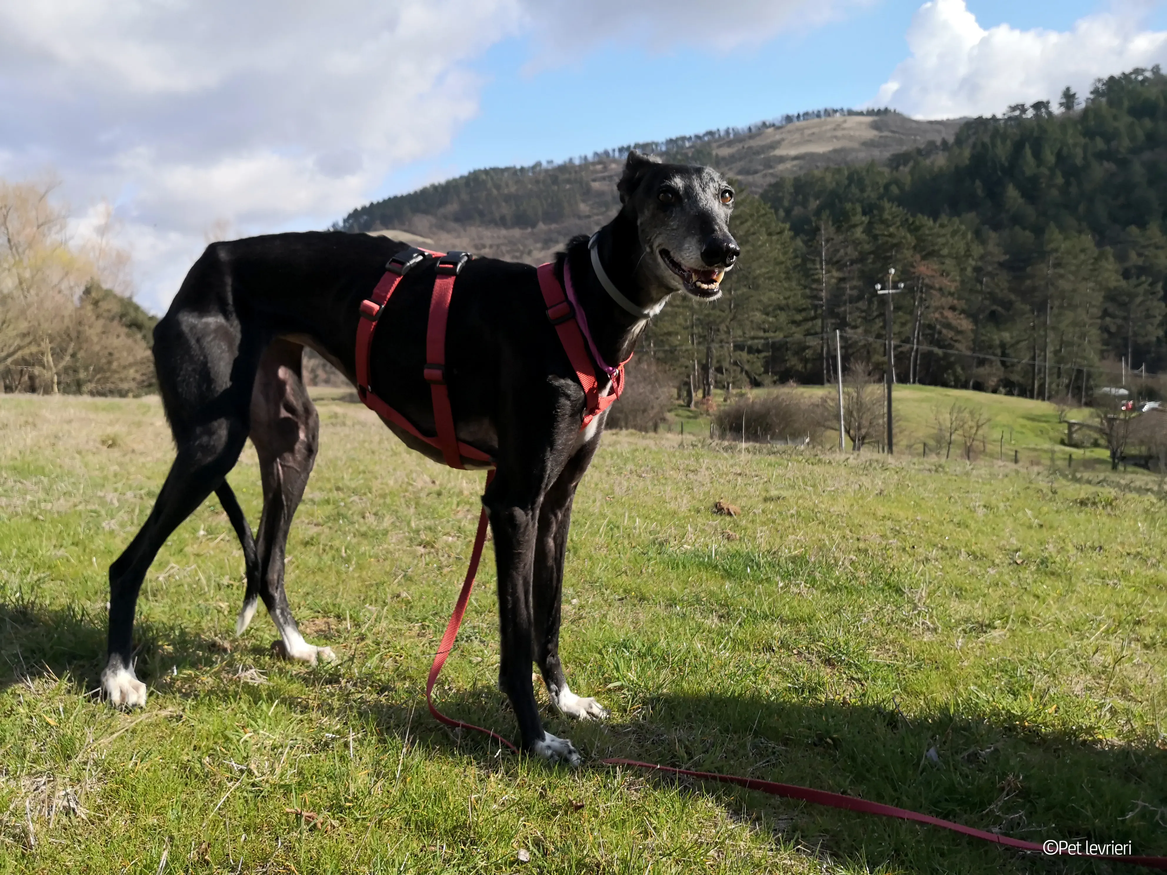 Cala adozione levrierigalgo fosterhome blackdog 22