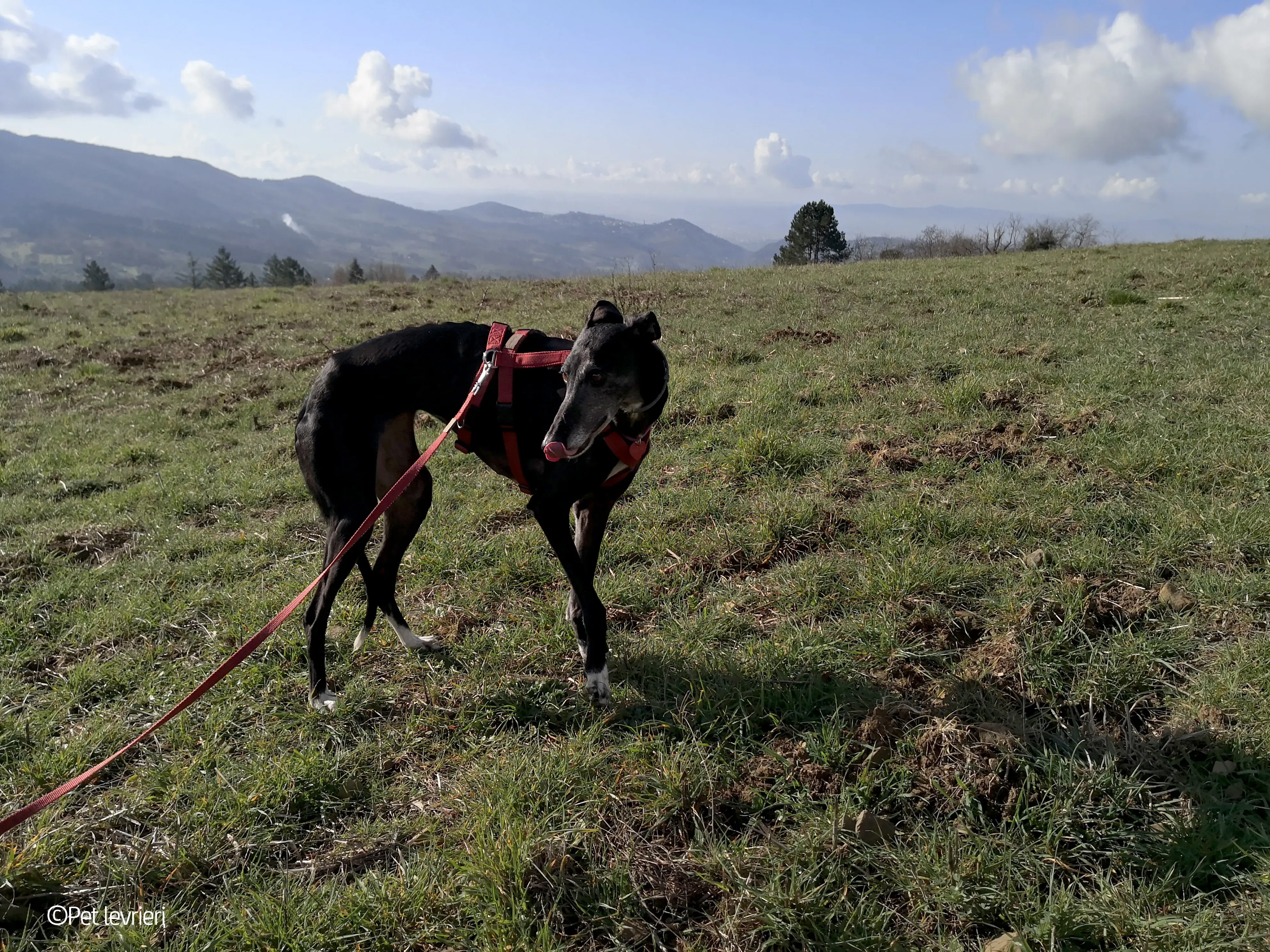 Cala adozione levrierigalgo fosterhome blackdog 24