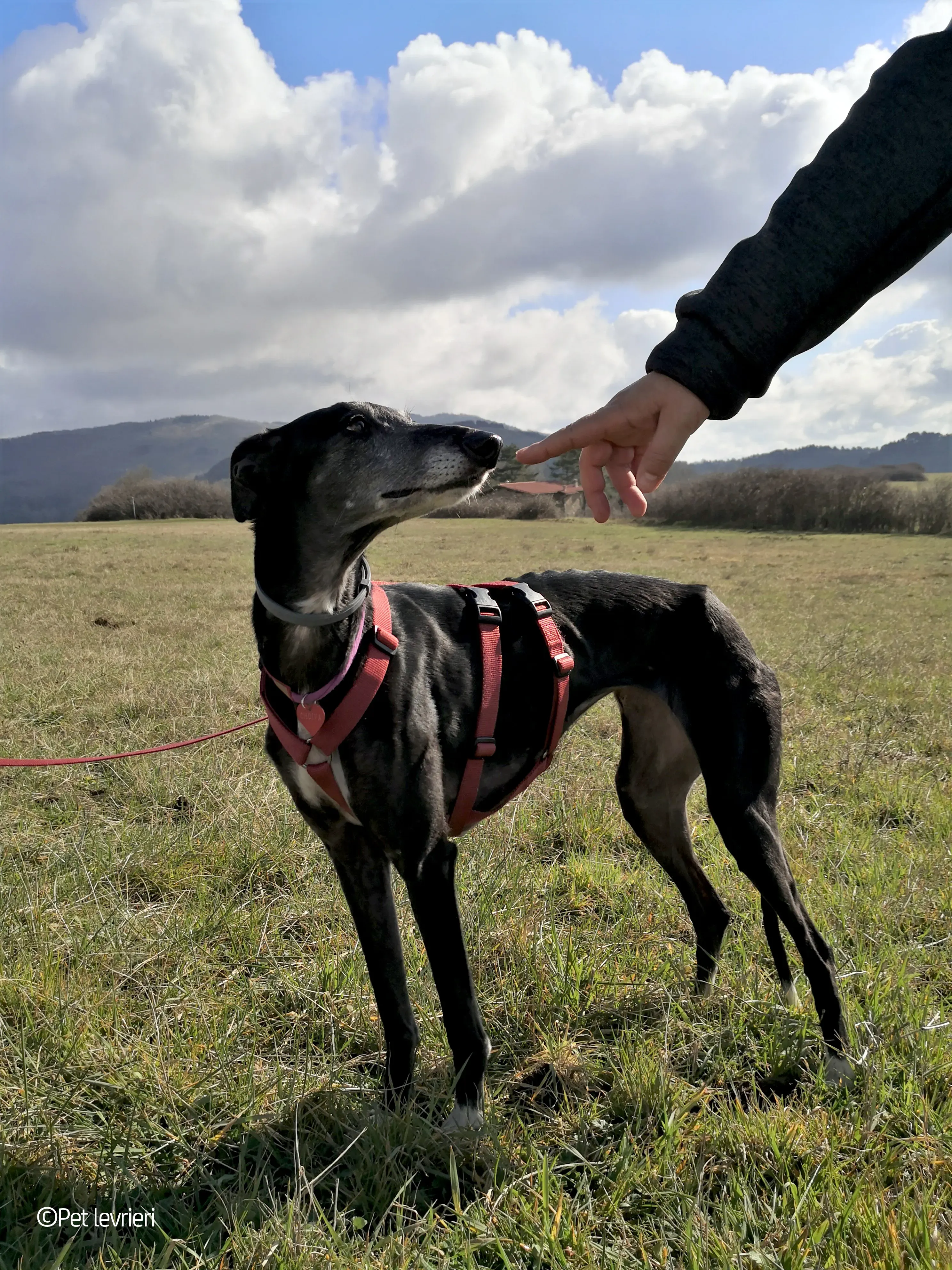 Cala adozione levrierigalgo fosterhome blackdog 25