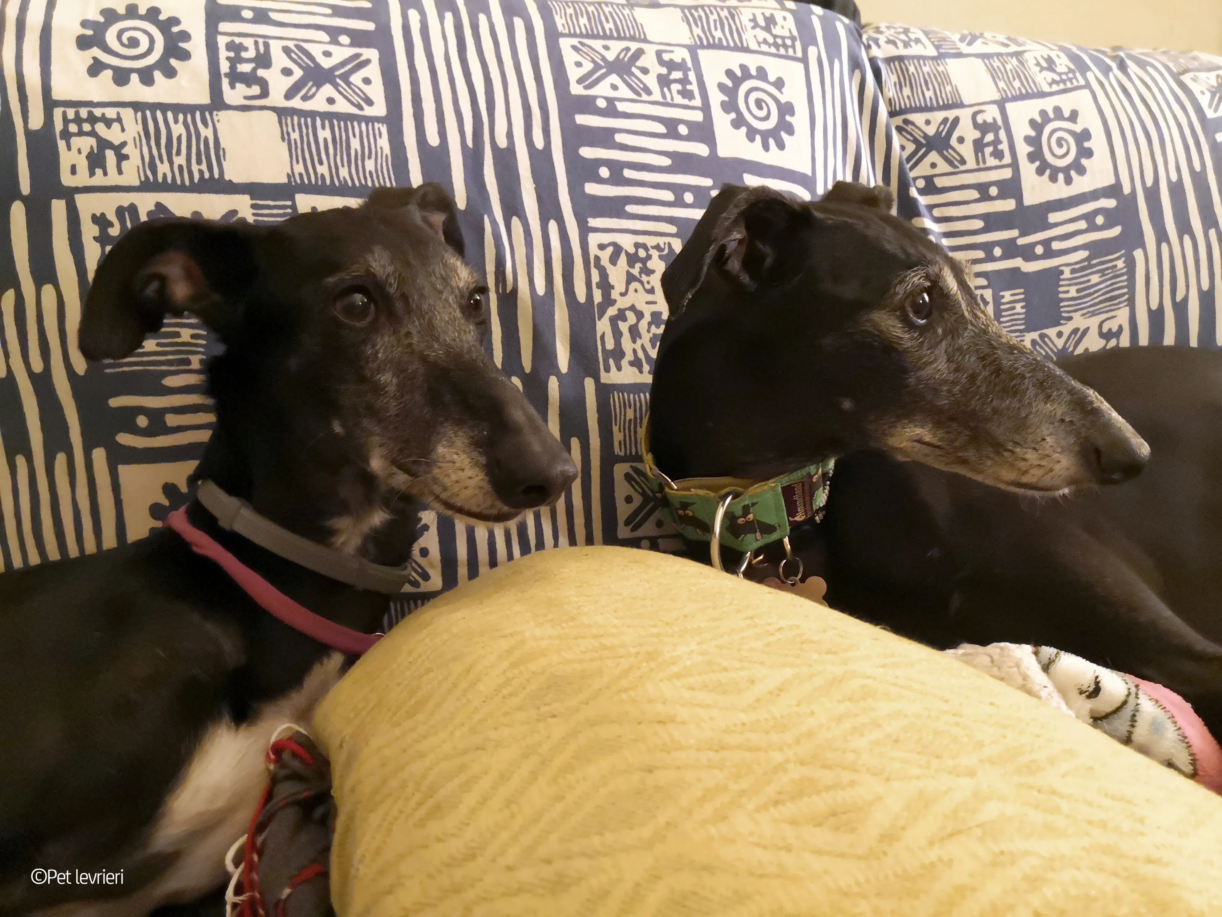 Cala adozione levrierigalgo fosterhome blackdog 26