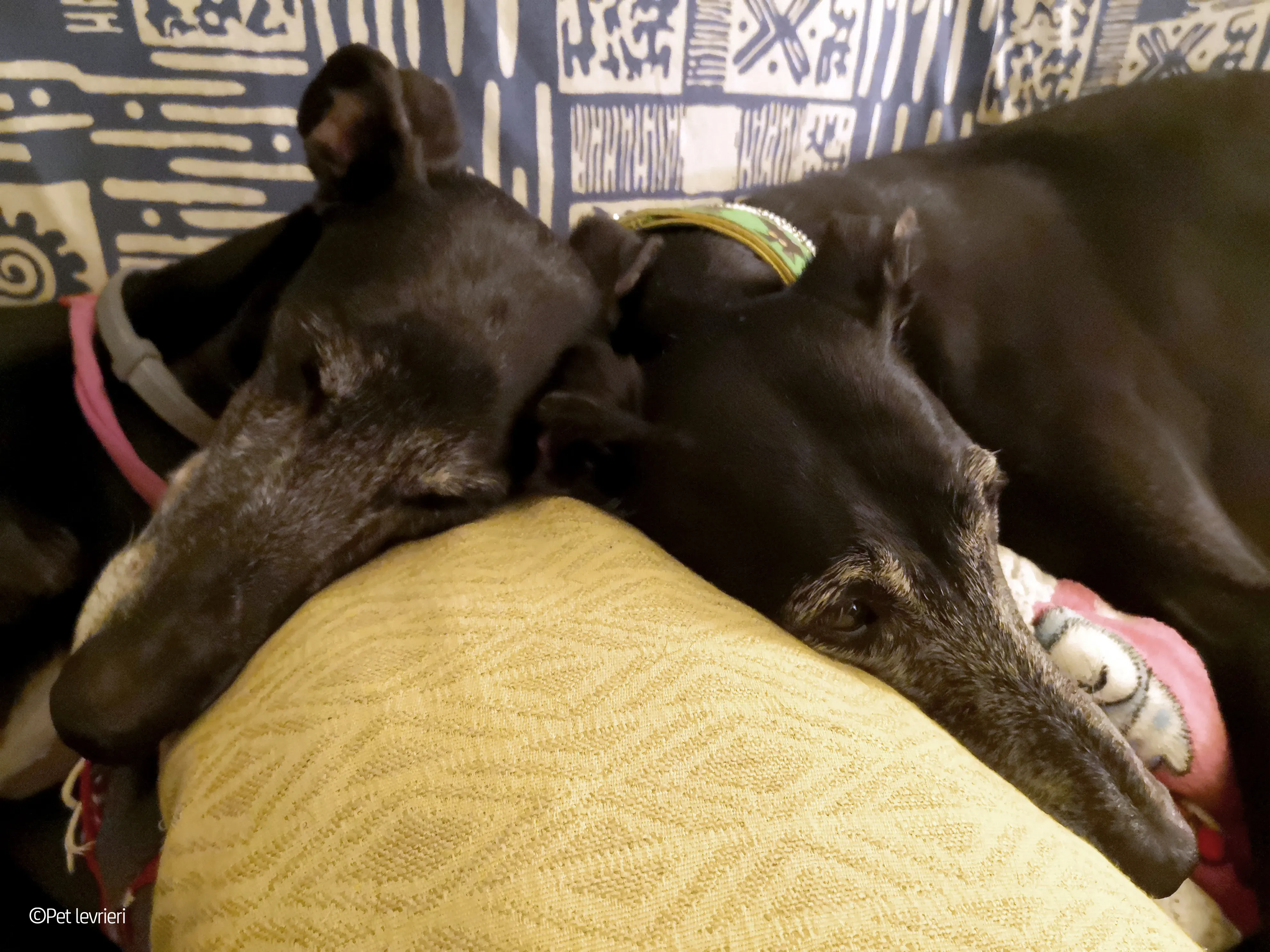 Cala adozione levrierigalgo fosterhome blackdog 27