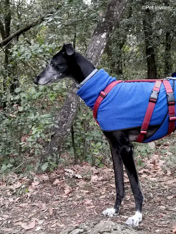 Cala adozione levrierigalgo fosterhome blackdog 28