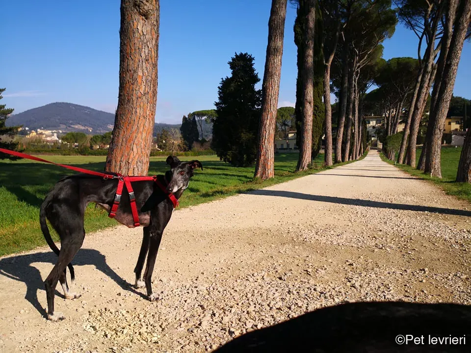 Cala adozione levrierigalgo fosterhome blackdog 3