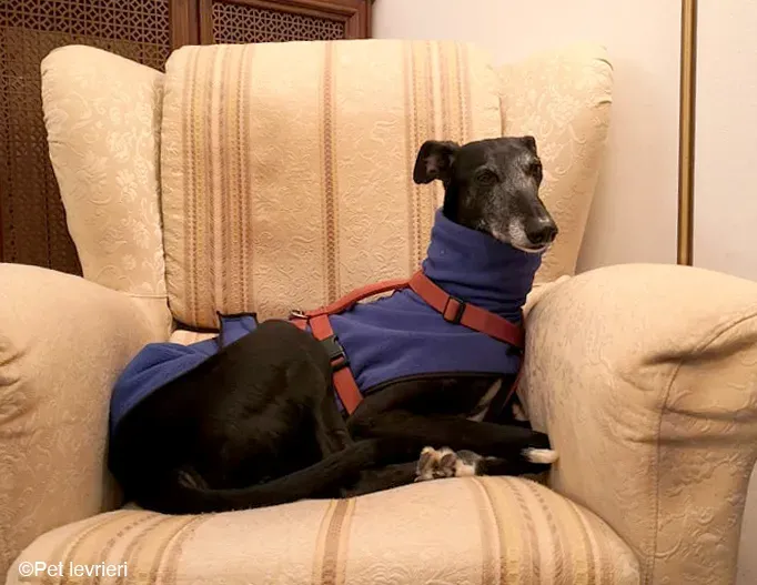 Cala adozione levrierigalgo fosterhome blackdog 32