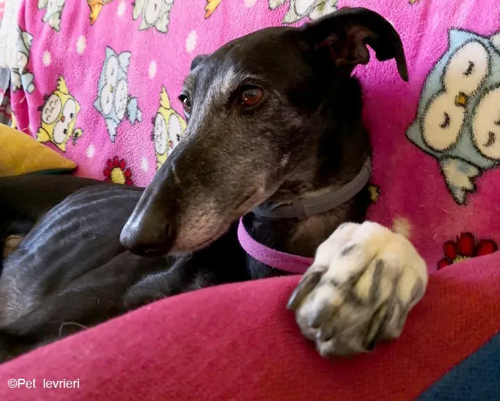 Cala adozione levrierigalgo fosterhome blackdog 33