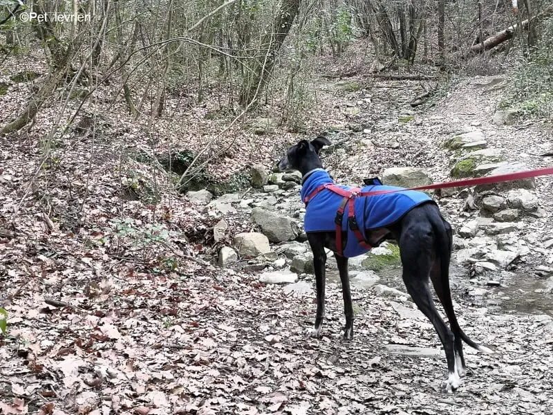 Cala adozione levrierigalgo fosterhome blackdog 34