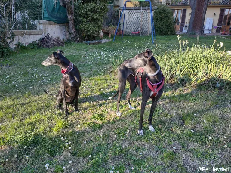 Cala adozione levrierigalgo fosterhome blackdog 35