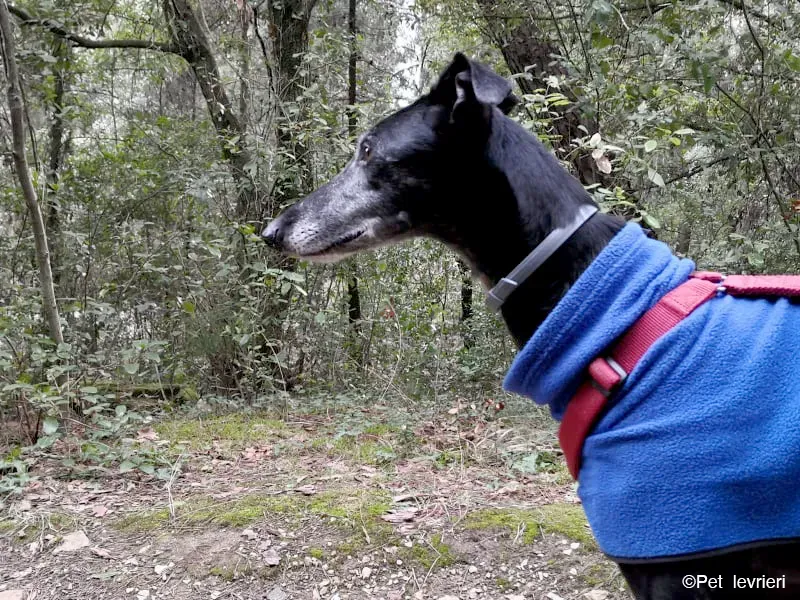 Cala adozione levrierigalgo fosterhome blackdog 36