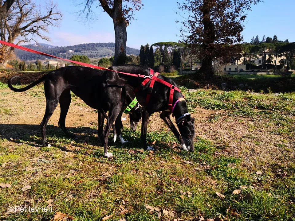 Cala adozione levrierigalgo fosterhome blackdog 4
