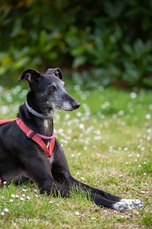 Cala adozione levrierigalgo fosterhome blackdog 40