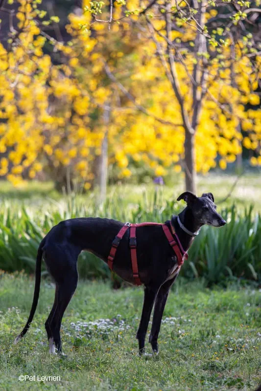 Cala adozione levrierigalgo fosterhome blackdog 41