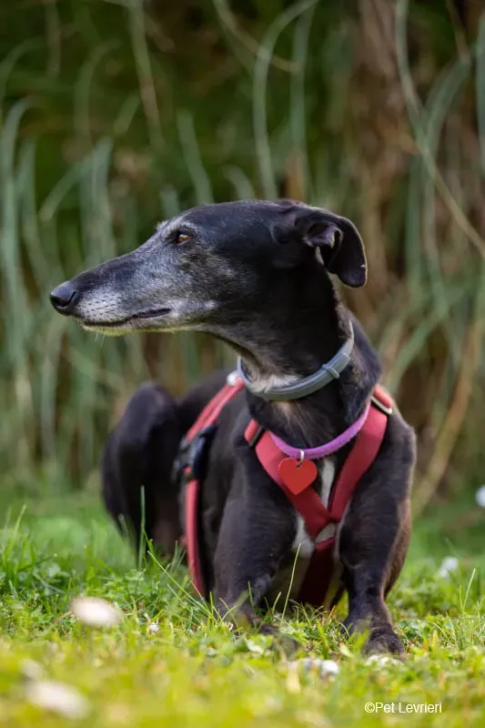 Cala adozione levrierigalgo fosterhome blackdog 43