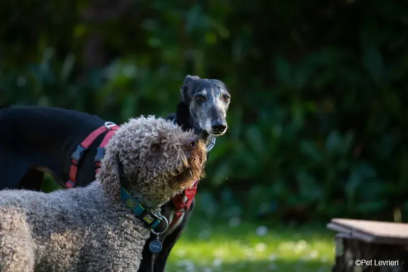 Cala adozione levrierigalgo fosterhome blackdog 44