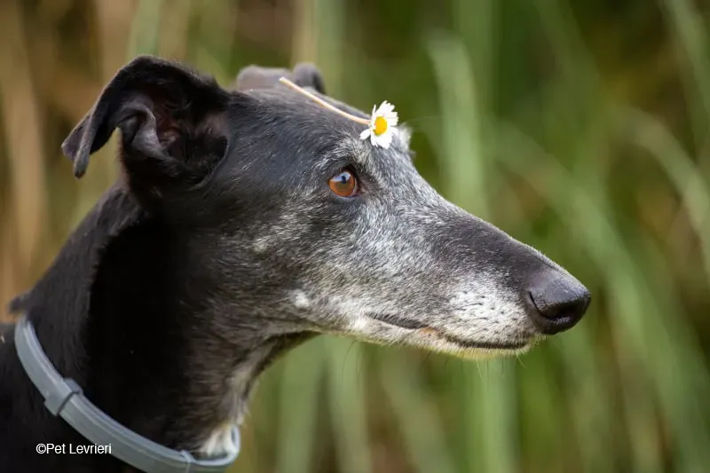 Cala adozione levrierigalgo fosterhome blackdog 45