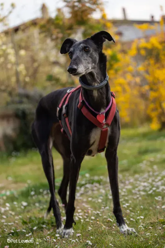 Cala adozione levrierigalgo fosterhome blackdog 46